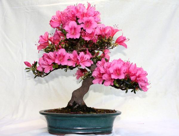 Rhododendron indicum - Osakazuki