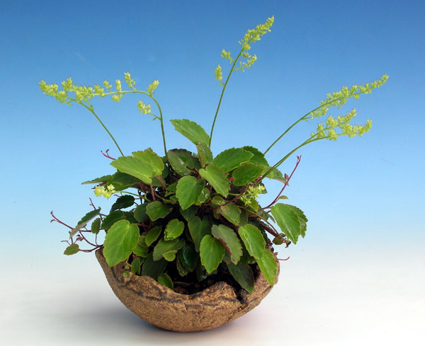 DSCN0107_Tanacaea-radicans.jpg
