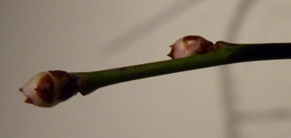 Kopie von P1010341.jpg