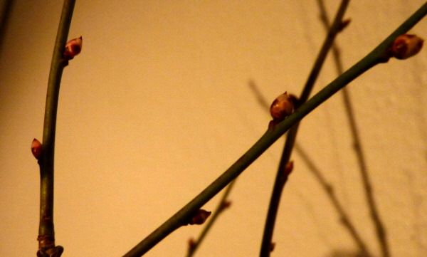 Kopie von P1010343.jpg