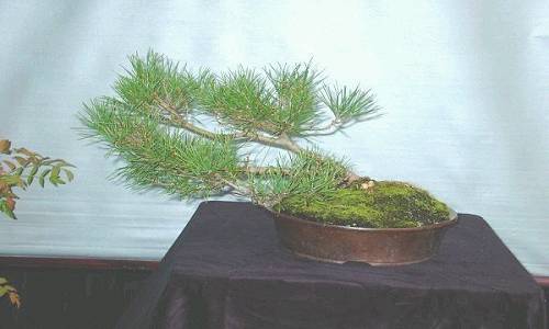 Sylvestris A3.JPG