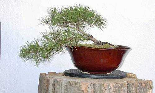 Sylvestris A4.JPG