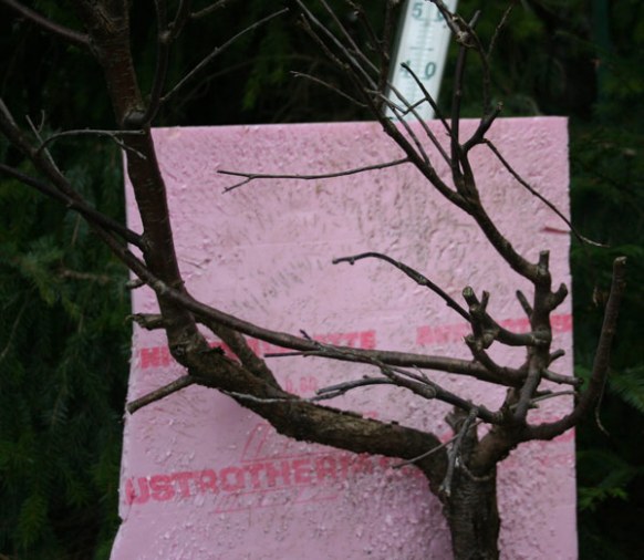 aeste.jpg