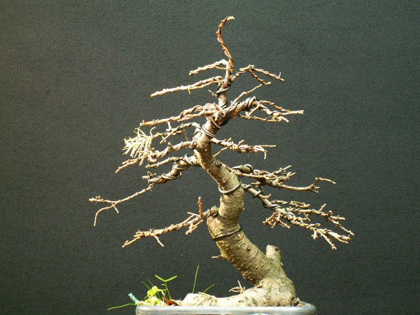 jap. laerche nacher 27.11.2010.jpg