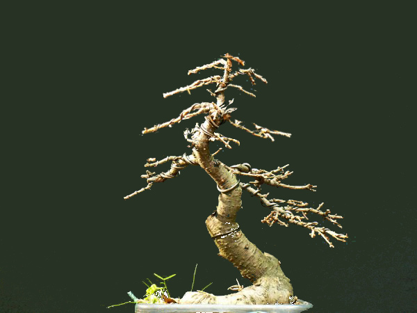 larix_martin.jpg