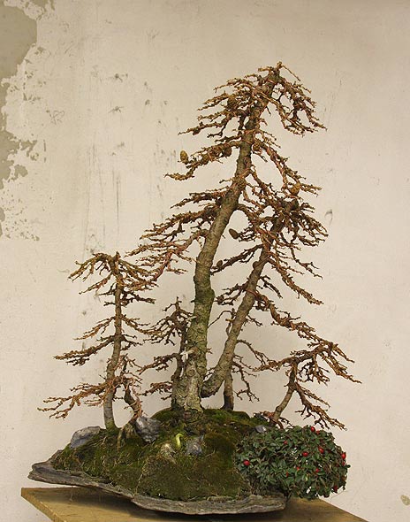 larix-baumgruppe.jpg