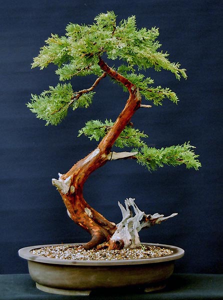 Jun. chin_jupp_02.jpg