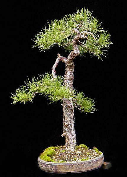 Wolfgang_Pinus-sylvestris.jpg