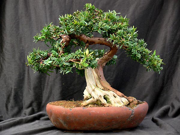 Lioth_eibe.jpg