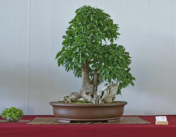 Cornus_mas.jpg