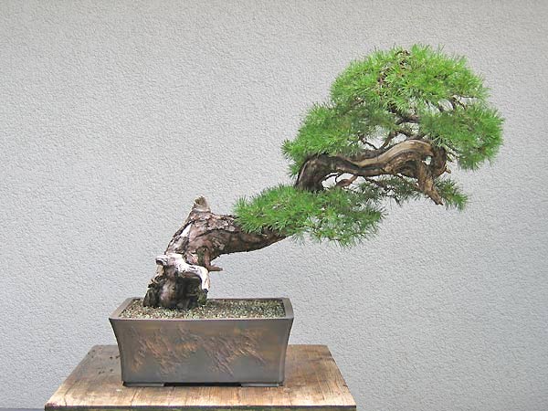 chris_Pinus-sylvestris.jpg