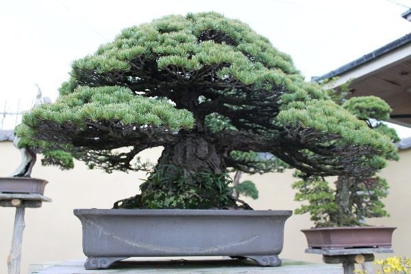 Tag 7  Iwasaki - Takasago-an 9.JPG
