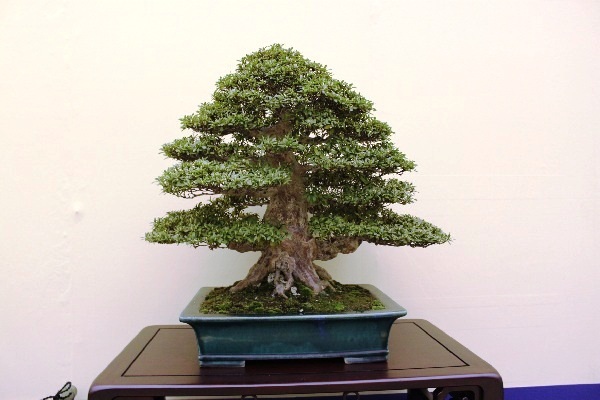 Tag 7a Taikan-ten 4.JPG