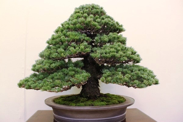 Tag 7a Taikan-ten 10.JPG