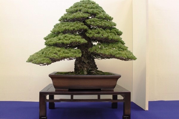 Tag 7a Taikan-ten 12.JPG