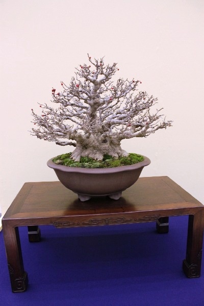 Tag 7a Taikan-ten 13.JPG