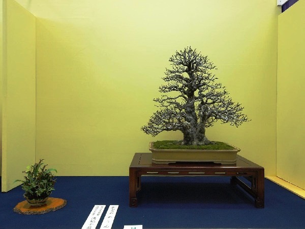 Tag 7a Taikan-ten 25.JPG