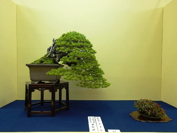 Tag 7a Taikan-ten 26.JPG