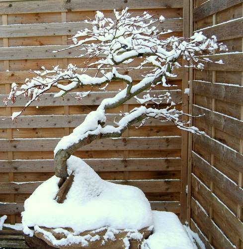 Der Ansatz ist mit Jutesäcke umwickelt und alles mit Schnee bedeckt
