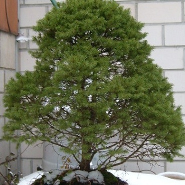 ganzer "Baum"