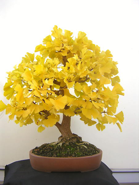 Ginko_Herbst.jpg