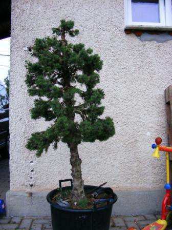 Die erste grobe Gestaltung