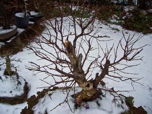 winterpics 2010 030.JPG