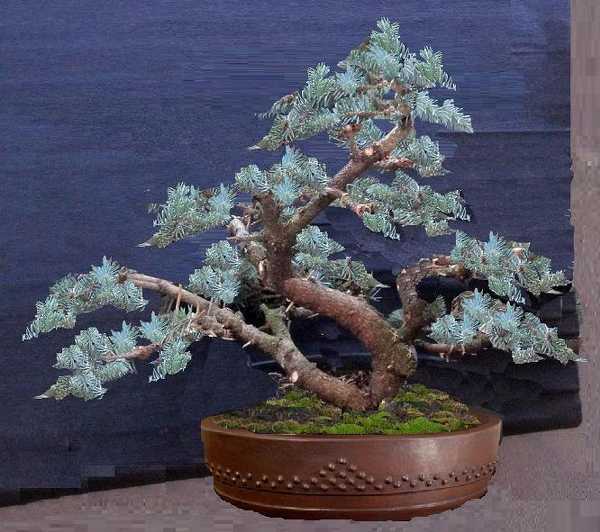 picea virtual 1.3_600x532.JPG