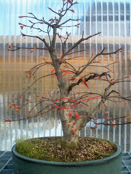 2005 März (4).JPG