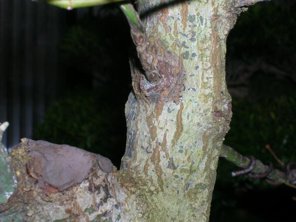 Dezember 2007 (2).JPG