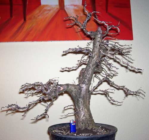 quercus robur 2010 003.JPG
