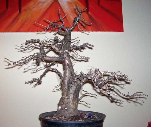 quercus robur 2010 004.JPG