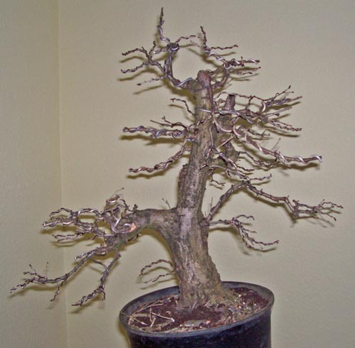 quercus robur 2010 812.JPG