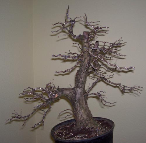 quercus robur 2010 814.JPG