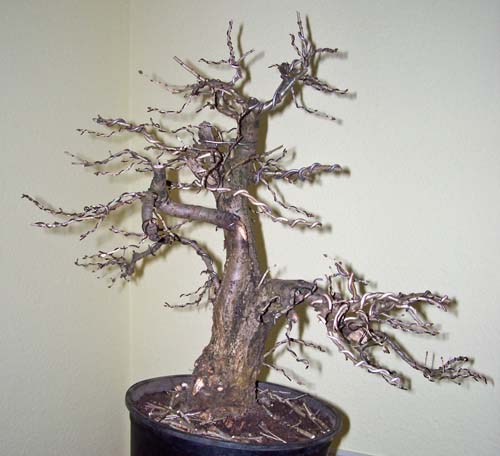 quercus robur 2010 008.JPG