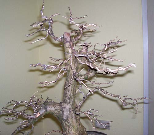 quercus robur 2010 004.JPG