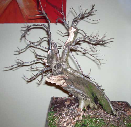 sharioak2010 002.JPG