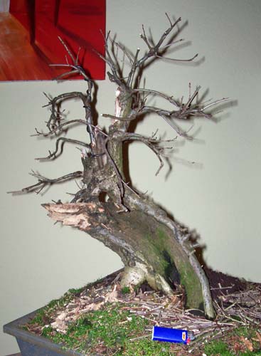sharioak2010 003.JPG