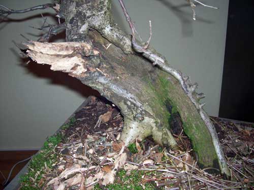 sharioak2010 011.JPG