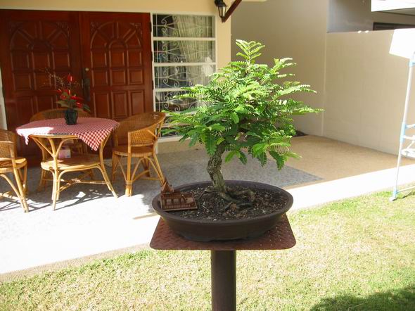 1 Tamarindus indica.jpg