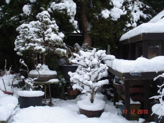 Winterr2010 002.jpg