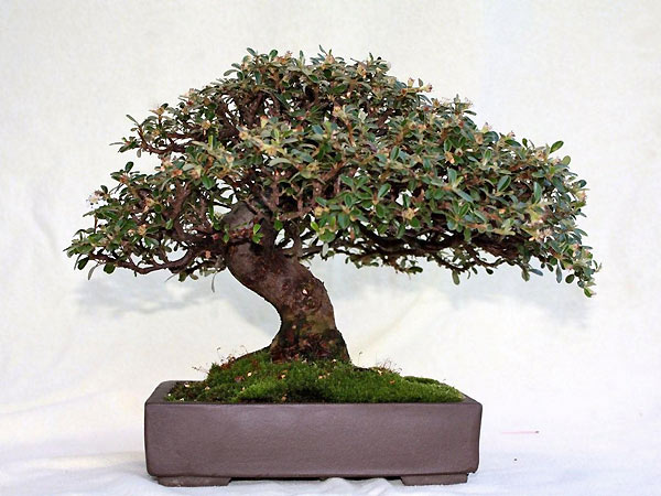 cotoneaster_josef.jpg