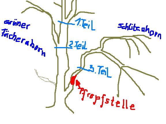 Zeichnung.JPG