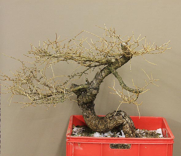 Larix_gebeugt_01.jpg