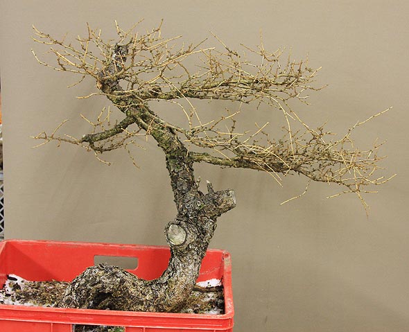 Larix_gebeugt_02.jpg