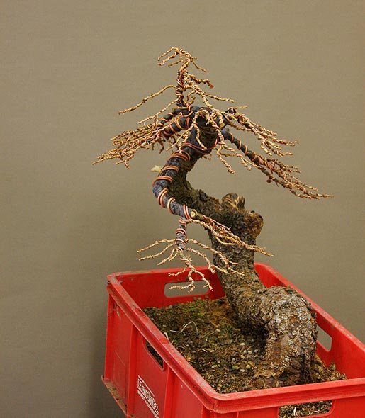 larix_42.jpg