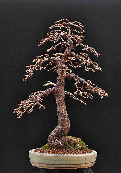 larix_andre_01.jpg