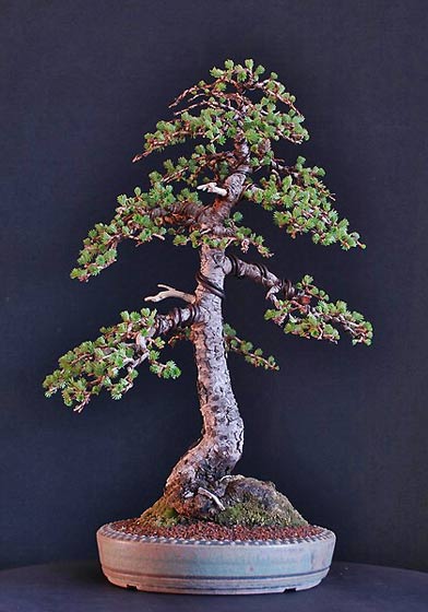 larix_andre_02.jpg