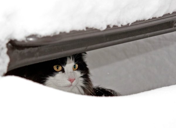 Schnee_xmas201004.jpg