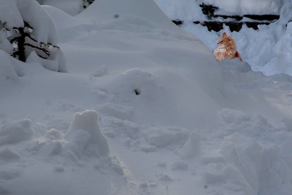 Schnee_xmas201006.jpg